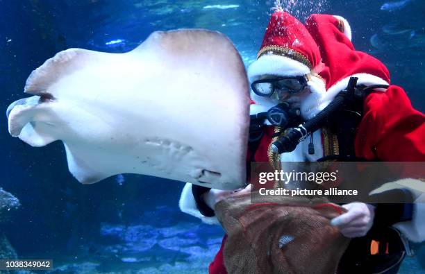 Aquarium director, Martin Hansel, feeds a ray in the Atlantic Tank dressed as Santa Claus at Sea Life in Berlin, Germany, 02 December 2015. In the...