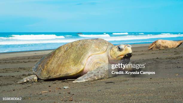 olive ridley sea turtle at beach against blue sea and sky - laying egg stock pictures, royalty-free photos & images