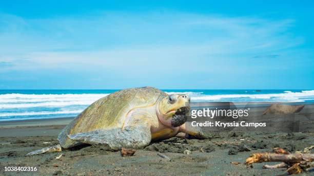 olive ridley sea turtle at beach against blue sea and sky - tortuga golfina fotografías e imágenes de stock