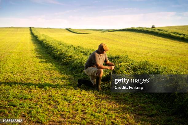 en bonde i ett alfalfa-fält vid skörd kontrollera grödan. - ensilage bildbanksfoton och bilder