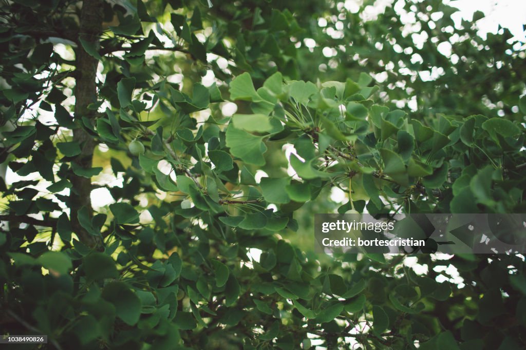 Green Leaves On Tree