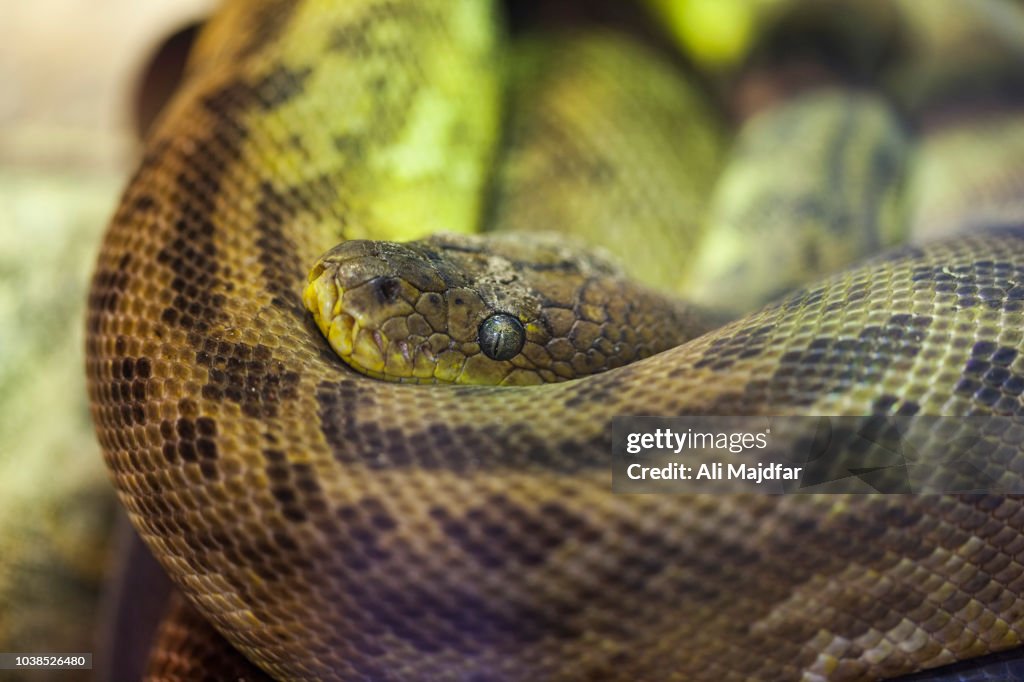 Python High Resolution Python High-Res Stock Photo - Getty Images