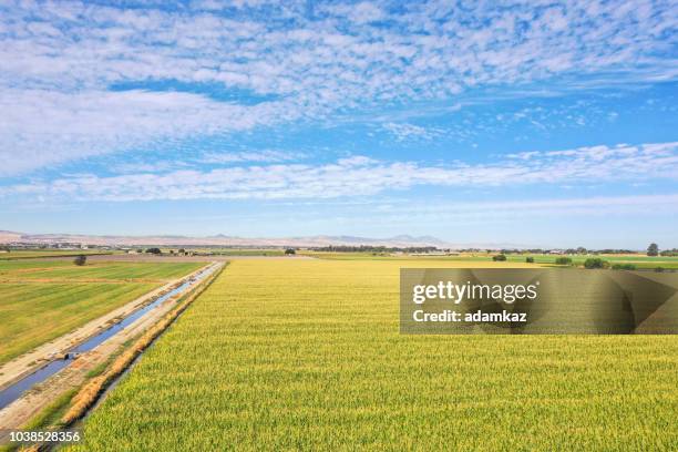 feld mais - central valley california stock-fotos und bilder