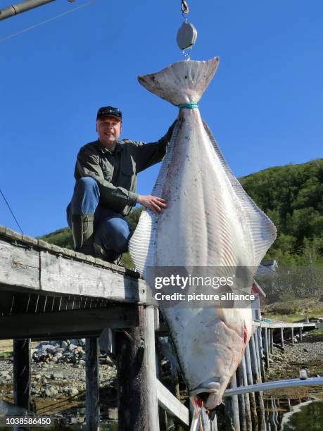 Christian Johannsen fromNorth Frisia kneels next to a 2.43m long Atlantic halibut north of Tromso, Norway, 25 May 2013. Johannsen fetched the 194 kg...