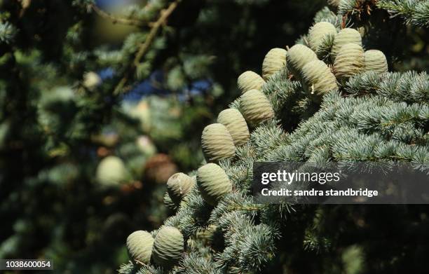 cones growing on a branch of a cedar tree (cedrus libani) cedar of lebanon or lebanon cedar  in the uk. - cederträd bildbanksfoton och bilder