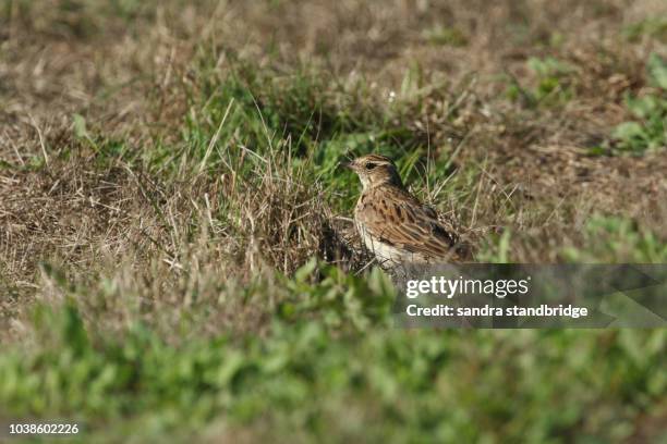 a beautiful woodlark (lullula arborea) feeding in a field at the edge of woodland. - lullula arborea stock pictures, royalty-free photos & images