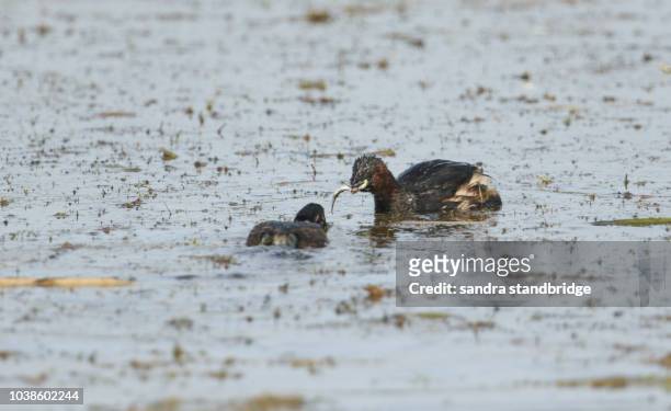 a little grebe (tachybaptus ruficollis) feeding a fish to its cute baby whilst swimming in a lake. - tiny creek stock pictures, royalty-free photos & images