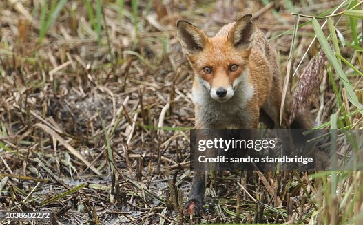 Fox Reed A Stunning Red Fox Hunting In A Reed Bed At The Edge Of A Lake Stock ...