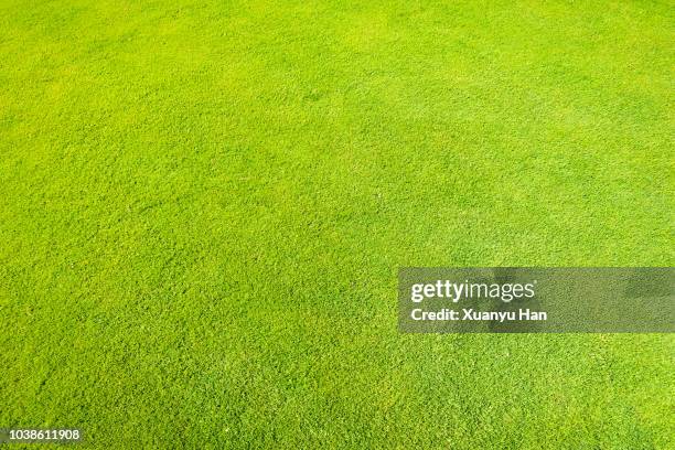full frame shot of grass - grass area stock pictures, royalty-free photos & images