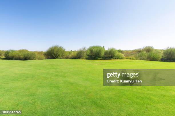 bright lush grass field and blue sunny sky. - lush grass stock pictures, royalty-free photos & images