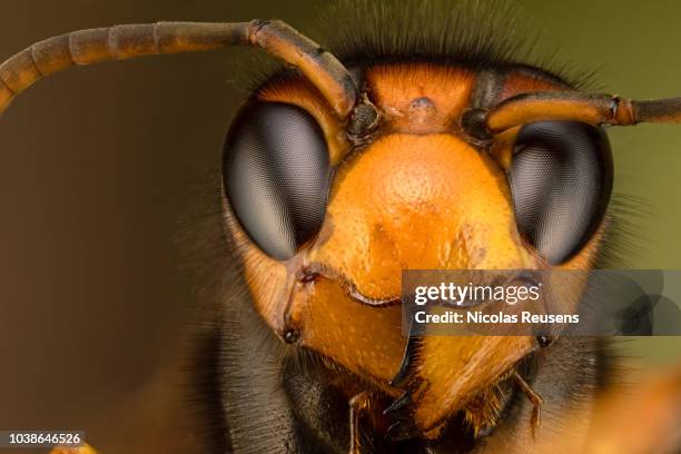 vespa velutina - murder hornet stock pictures, royalty-free photos & images