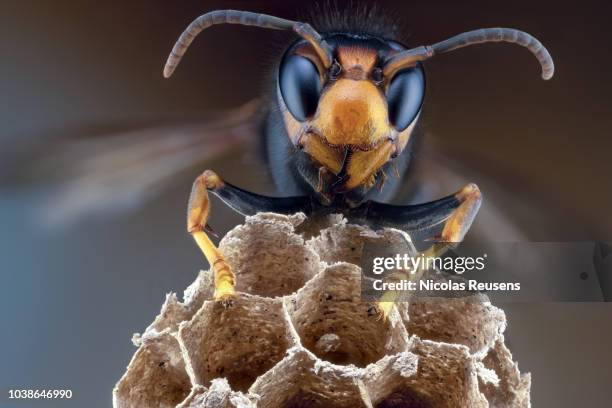 vespa velutina - abejorro fotografías e imágenes de stock