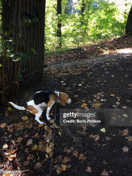 Dog Defecating Photos and Premium High Res Pictures - Getty Images