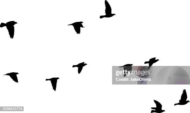 tauben fliegen silhouetten 2 - vogelschwarm stock-grafiken, -clipart, -cartoons und -symbole