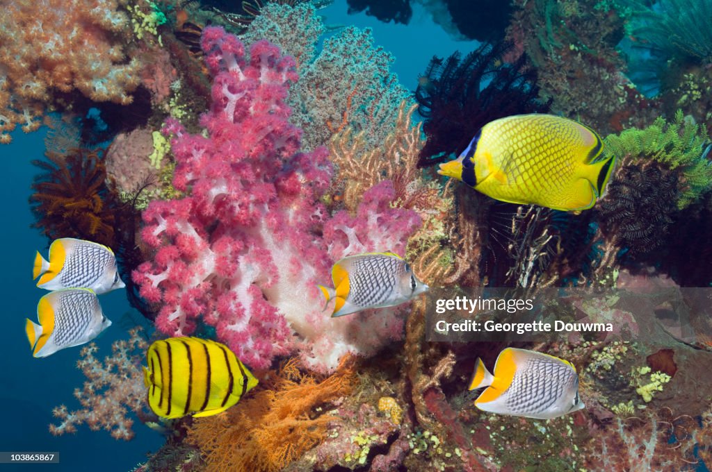 Coral reef scenery with tropical fish