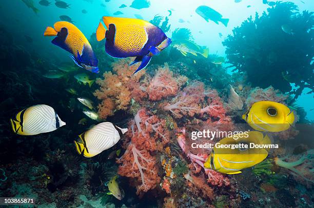 coral reef scenery with tropical fish - chaetodon bennetti stock pictures, royalty-free photos & images