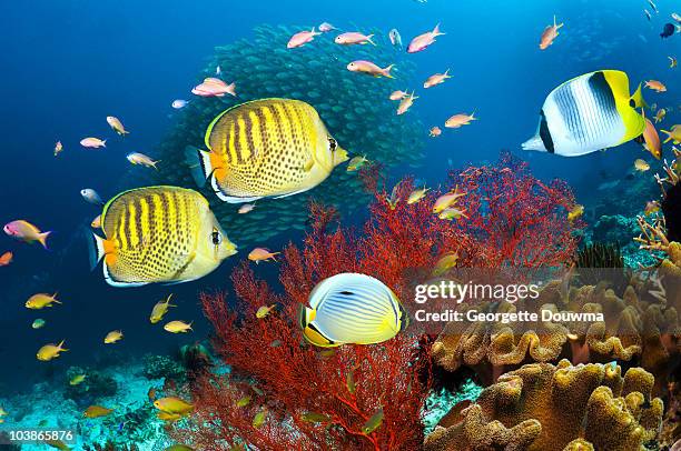 coral reef scenery with tropical fish - pacific double saddle butterflyfish stock pictures, royalty-free photos & images