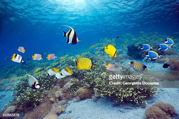 coral reef scenery with tropical fish - butterflyfish fotografías e imágenes de stock
