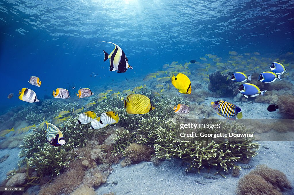 Coral reef scenery with tropical fish