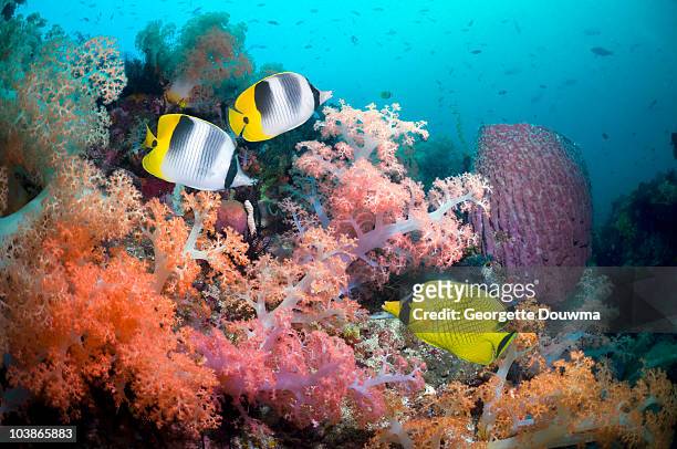 coral reef scenery with tropical fish - pacific double saddle butterflyfish stock pictures, royalty-free photos & images
