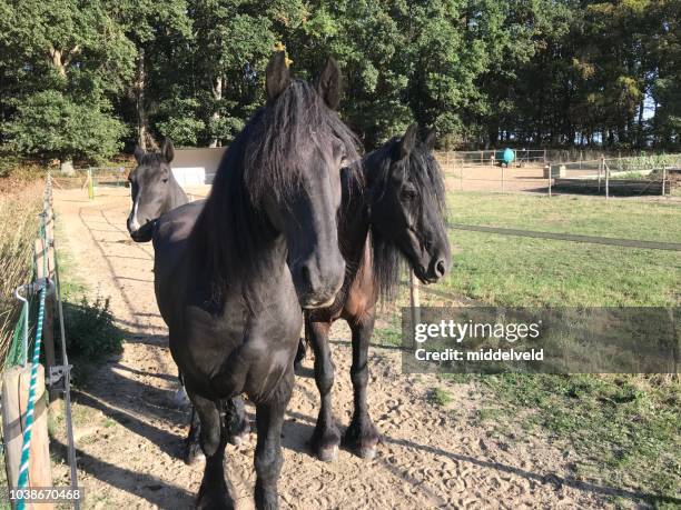 friesian horses - friesian horse stock pictures, royalty-free photos & images