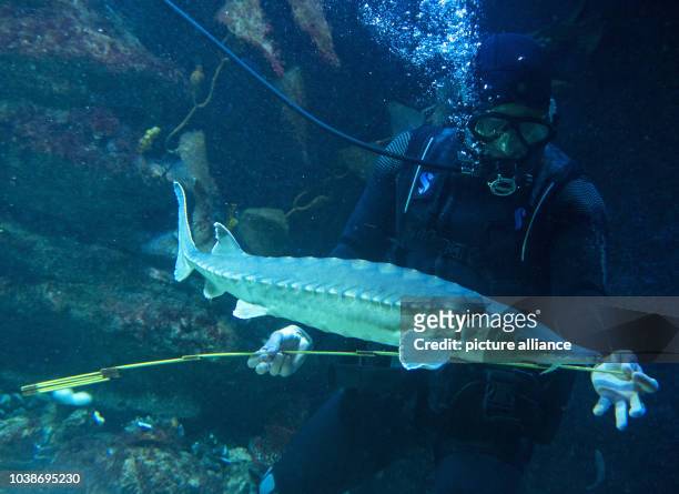 Diver measures a sturgeon fish in a seaside zoo in Bremerhaven, Germany, 29 December 2016. The zoo worker's measurement showed that the fish had...