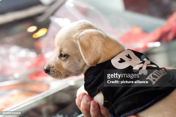 Dog pup sitting at Anne Kroenke's Barfshop in Berlin, Germany, 4 February 2016. Barf is short for 'Bones and raw foods', a method that is based on...