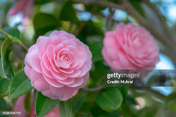 camellia japonica - camellia stock-fotos und bilder