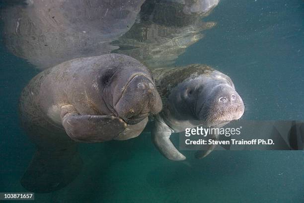 manatee momma and calf - manatee stock pictures, royalty-free photos & images