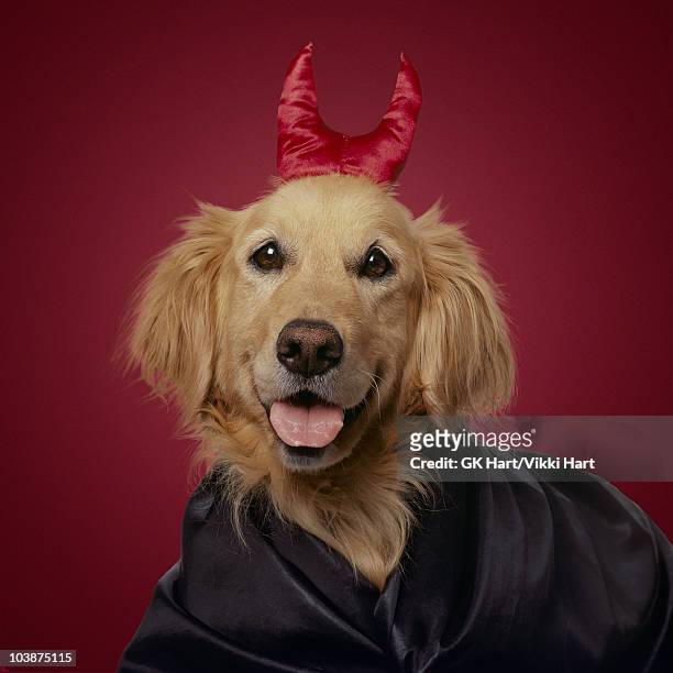 golden retriever wearing devil horns on red  - costume beige stock pictures, royalty-free photos & images