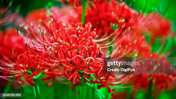 red spider lily - higanbana - reincarnation - reincarnation stock pictures, royalty-free photos & images