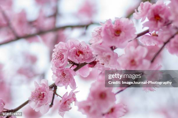 blossom - 桃の花 ストックフォトと画像