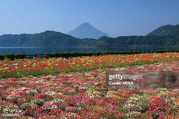 flower garden, ibusuki, kagoshima, japan - 指宿市 fotografías e imágenes de stock