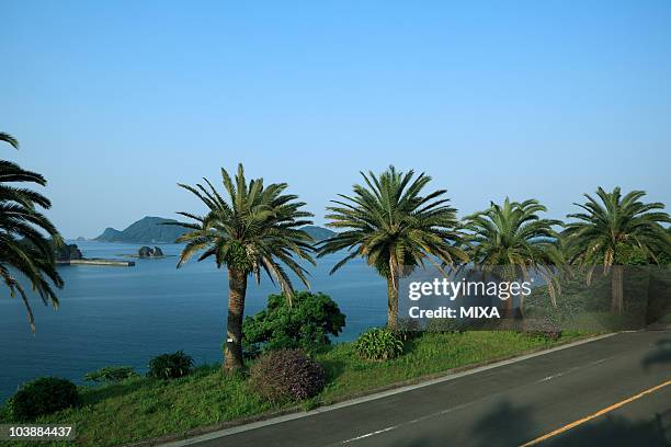 nichinan phoenix road, miyazaki, miyazaki, japan - miyazaki prefecture stock pictures, royalty-free photos & images