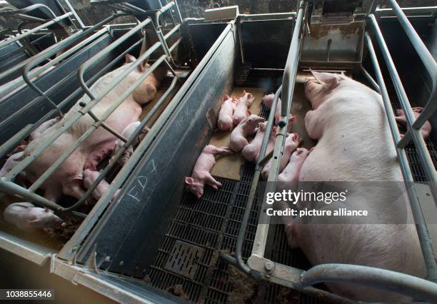 Mother sow lies in a stall next to piglets a few days old in a stall of animal breeding farm Losten, Germany, 21 August 2014. Up to 160,000 piglets...