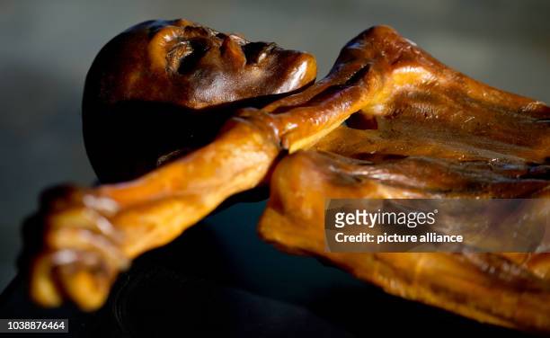 Replication of Oetzi the Iceman is on display as part of the exhibition Oetzi 2.0 at the state archeaological museum in Munich, Germany, 06 February...