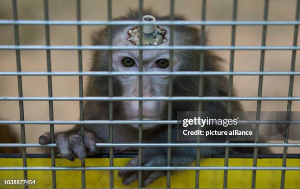 Metal Rhesus Monkey Max Planck Institute For Biological Cybernetics Photos and Premium High ...