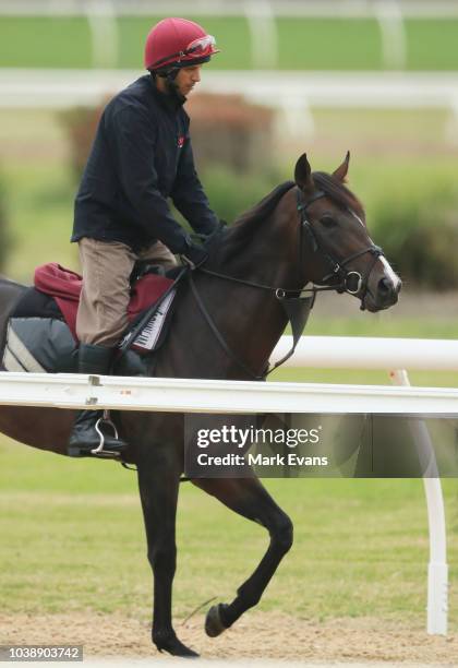 Irish galloper US Navy Flag arrives In Sydney under quarantine conditions head of competing in The Everest, at Canterbury Park on September 24, 2018...