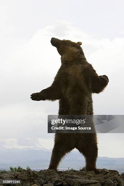 grizzly bear standing up - ヒグマ ストックフォトと画像