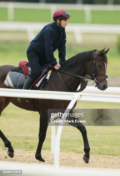 Irish horse Somerset Maugham exercises In Sydney under quarantine conditions ahead of competing in the Craven Plate on Everest day,at Canterbury Park...