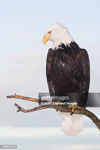 bald eagle - perching stock pictures, royalty-free photos & images