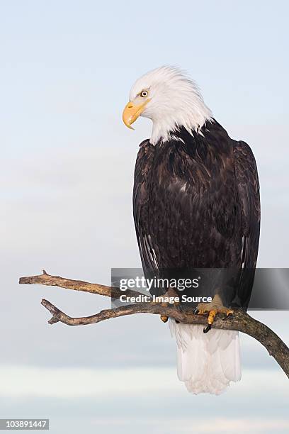 bald eagle - uppflugen på en gren bildbanksfoton och bilder