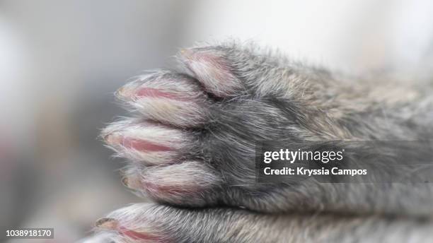 Rabbit Leg Photos and Premium High Res Pictures - Getty Images