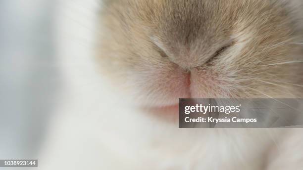 close-up of rabbit`s nose and mouth - nariz de animal fotografías e imágenes de stock