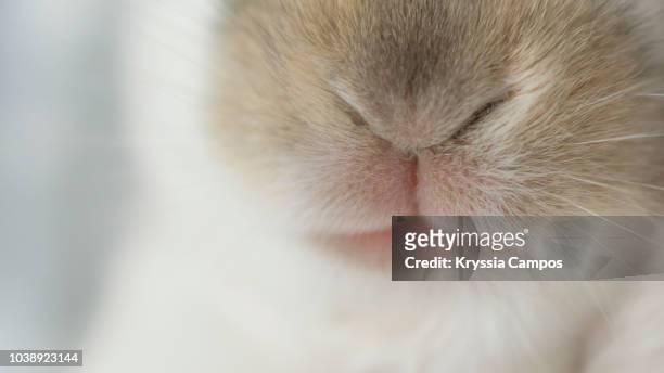close-up of rabbit`s nose and mouth - muzzle stock pictures, royalty-free photos & images