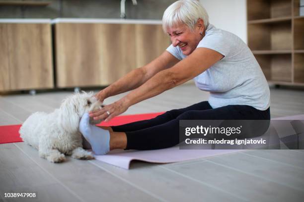 senior adult woman doing yoga in her house with her maltese dog - dog stretching stock pictures, royalty-free photos & images