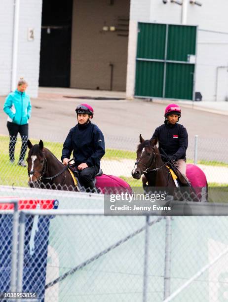 Irish galloper US Navy Flag exercises at Canterbury Park Quarantine Centre with stablemate Someset Maugham ahead of competing in The Everest on...