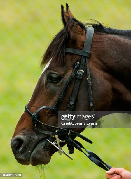Irish galloper US Navy Flag exercises at Canterbury Park Quarantine Centre ahead of competing in The Everest on September 24, 2018 in Sydney,...