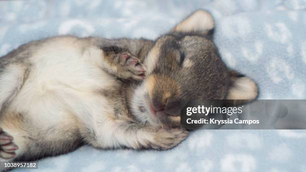 Napping Rabbit 294 Sleeping Baby Rabbit Stock Photos, High-Res Pictures, and Images ...