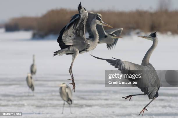 gray heron in winter - gray heron stock pictures, royalty-free photos & images